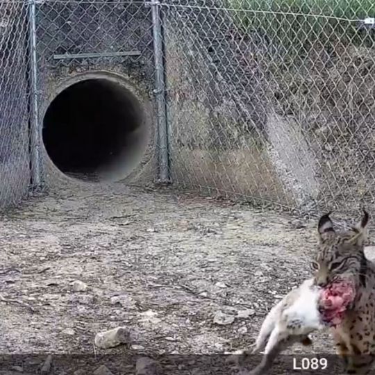 El lince transportando a su presa | Foto: Cuenta oficial de Twitter de Naturaleza Castilla y León El lince transportando a su presa | Foto: Cuenta oficial de Twitter de Naturaleza Castilla y León