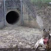 El lince transportando a su presa | Foto: Cuenta oficial de Twitter de Naturaleza Castilla y León El lince transportando a su presa | Foto: Cuenta oficial de Twitter de Naturaleza Castilla y León