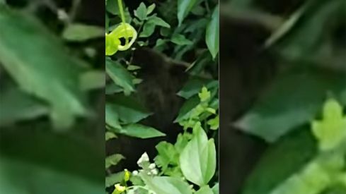 oso villarino sil cerezos