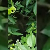oso villarino sil cerezos