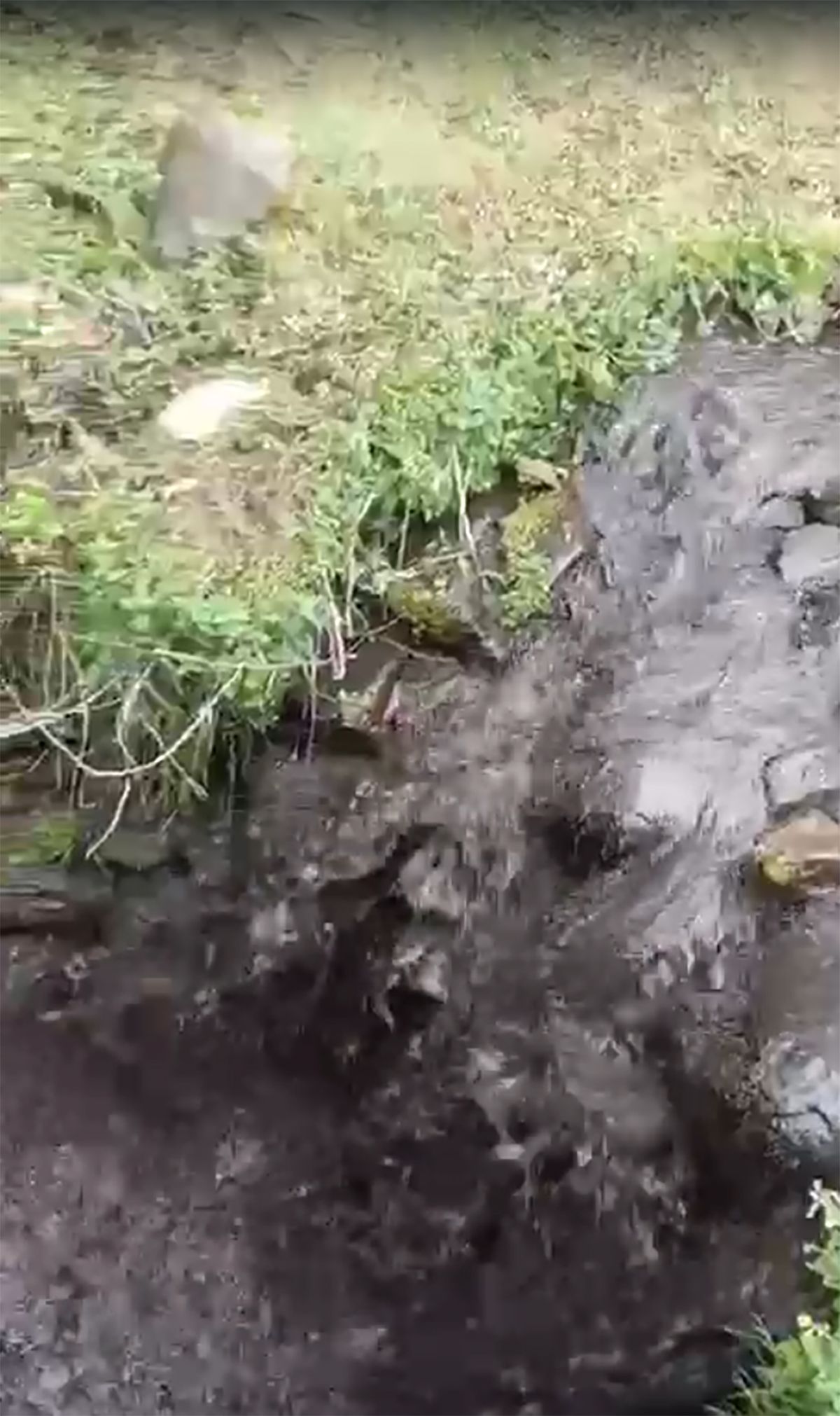 Río de Carracedo de Compludo lleno de lodo 2 Río de Carracedo de Compludo lleno de lodo 2