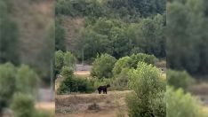 Oso en la playa fluvial de Villaseca de Laciana | Foto: Captura del vídeo compartido por Amaya Fernández en el grupo de Facebook 'Amigos de Laciana' Oso en la playa fluvial de Villaseca de Laciana | Foto: Captura del vídeo compartido por Amaya Fernández en el grupo de Facebook 'Amigos de Laciana'