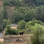 Oso en la playa fluvial de Villaseca de Laciana | Foto: Captura del vídeo compartido por Amaya Fernández en el grupo de Facebook 'Amigos de Laciana'