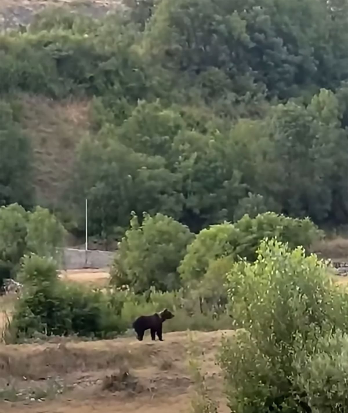 Oso en la playa fluvial de Villaseca de Laciana Oso en la playa fluvial de Villaseca de Laciana
