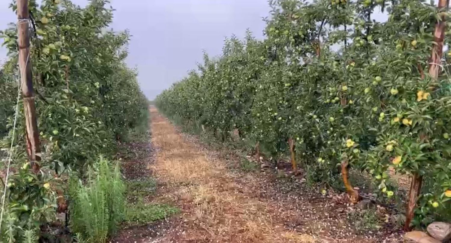 Granizo sobre frutales en El Bierzo Granizo sobre frutales en El Bierzo