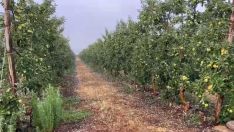 Granizo sobre frutales en El Bierzo