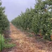 Granizo sobre frutales en El Bierzo