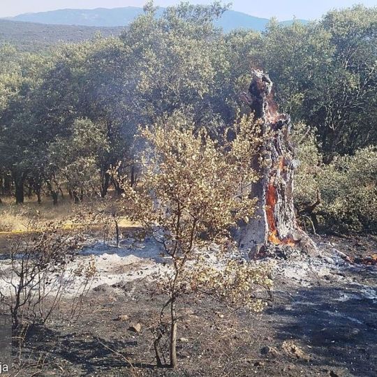 ¿Qué son los rayos latentes y cómo provocan incendios? Fotografía de una encina ardiendo | Naturaleza Castilla y León
