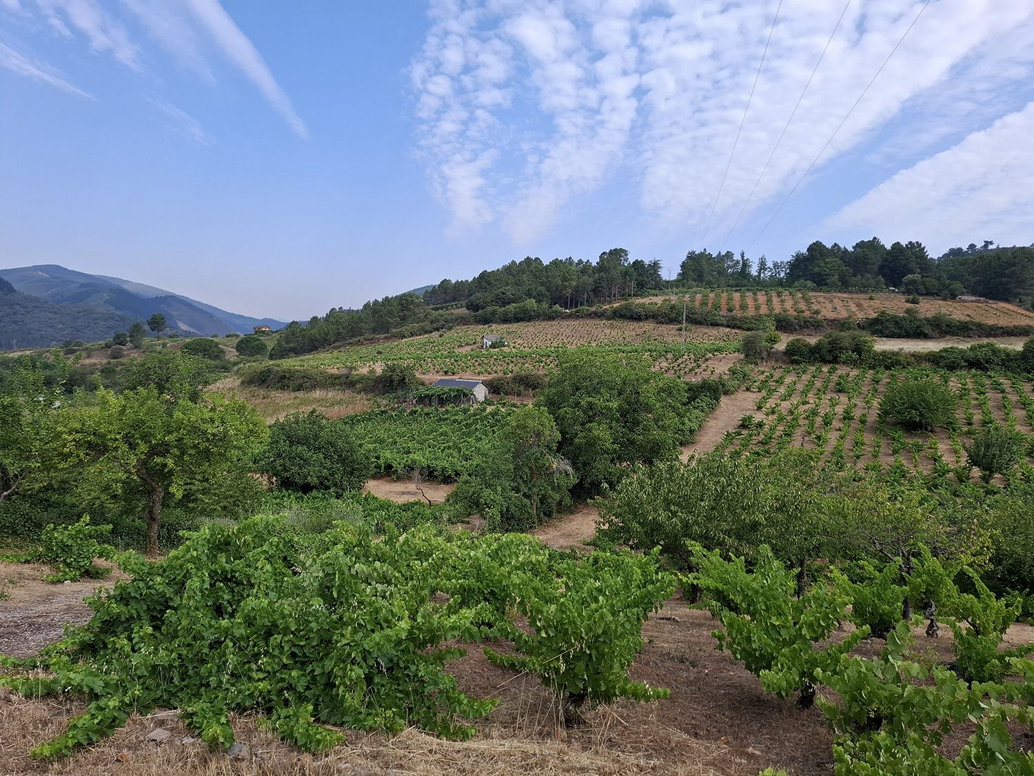 Vides en El Bierzo Vides en El Bierzo