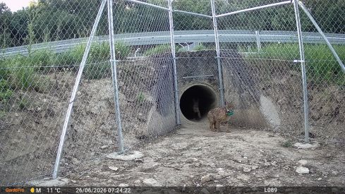 Linces ibéricos en el Cerrato Palentino | Foto: Cuenta oficial de Twitter de Naturaleza Castilla y León Linces ibéricos en el Cerrato Palentino | Foto: Cuenta oficial de Twitter de Naturaleza Castilla y León