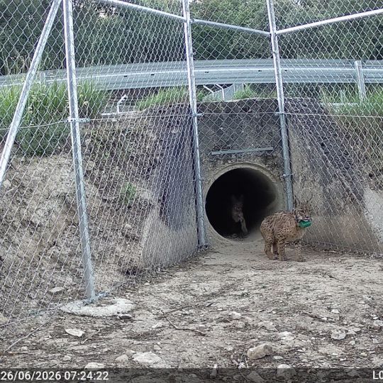 Linces ibéricos en el Cerrato Palentino | Foto: Cuenta oficial de Twitter de Naturaleza Castilla y León Linces ibéricos en el Cerrato Palentino | Foto: Cuenta oficial de Twitter de Naturaleza Castilla y León