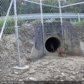 Linces ibéricos en el Cerrato Palentino | Foto: Cuenta oficial de Twitter de Naturaleza Castilla y León