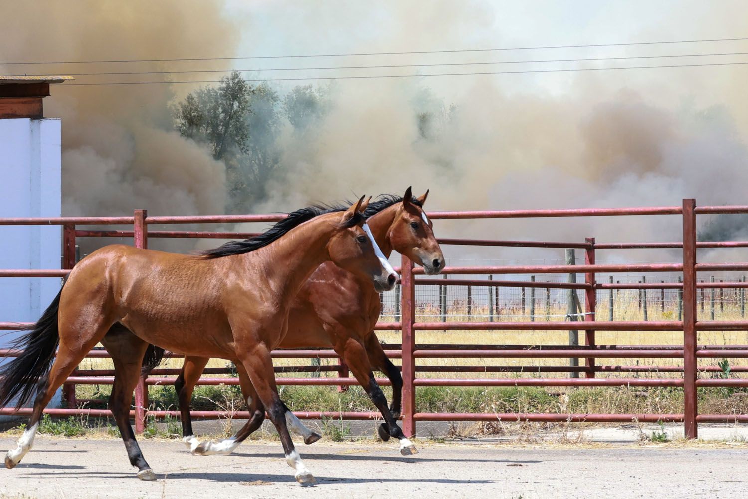 Carlos S. Campillo / ICAL . Incendio de nivel dos en Navatejera (León) (7)