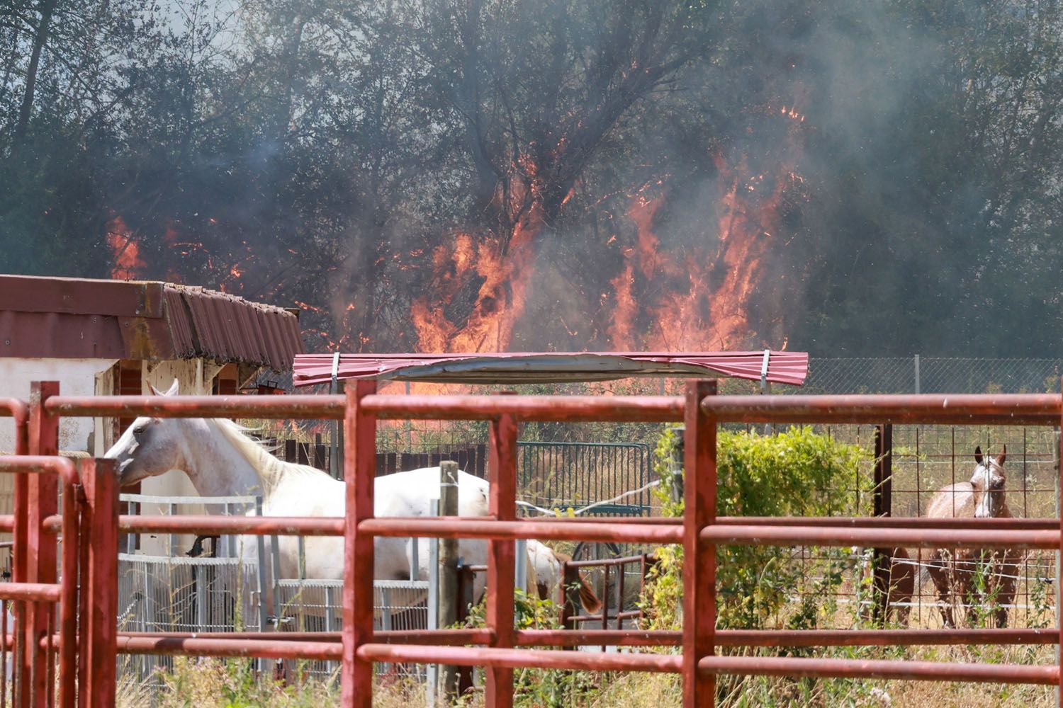 Carlos S. Campillo / ICAL . Incendio de nivel dos en Navatejera (León) (8)