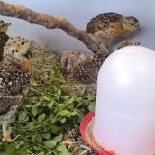 Crías de urogallo en el centro de Valsemana (León) | Foto: Twitter oficial de Naturaleza Castilla y León