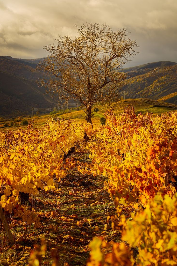 "Viñedos en otoño" [19-11-2025, Villafranca del Bierzo]