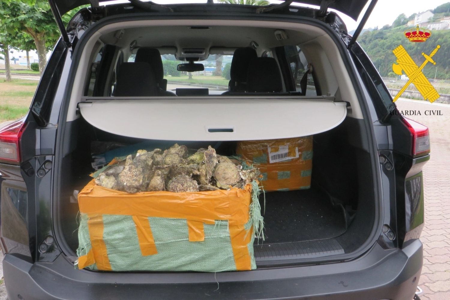 Denunciados dos vecinos de Ponferrada por extraer 60 kilos de ostras en una zona prohibida de Lugo Denunciados dos vecinos de Ponferrada por extraer 60 kilos de ostras en una zona prohibida de Lugo