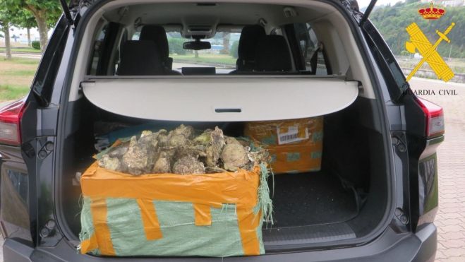 Denunciados dos vecinos de Ponferrada por extraer 60 kilos de ostras en una zona prohibida de Lugo Denunciados dos vecinos de Ponferrada por extraer 60 kilos de ostras en una zona prohibida de Lugo