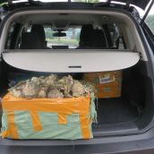 Denunciados dos vecinos de Ponferrada por extraer 60 kilos de ostras en una zona prohibida de Lugo