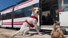 Los viajeros leoneses podrán viajar en los trenes de Renfe con perros de hasta 40 kilos | Pipper on Tour