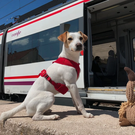 Los viajeros leoneses podrán viajar en los trenes de Renfe con perros de hasta 40 kilos | Pipper on Tour Los viajeros leoneses podrán viajar en los trenes de Renfe con perros de hasta 40 kilos | Pipper on Tour