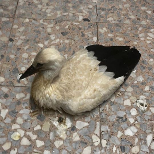 Rescatan un polluelo de cigüeña en Benavides de Órbigo (León): La provincia suma más de 180 animales atendidos este año Rescatan un polluelo de cigüeña en Benavides de Órbigo (León): La provincia suma más de 180 animales atendidos este año
