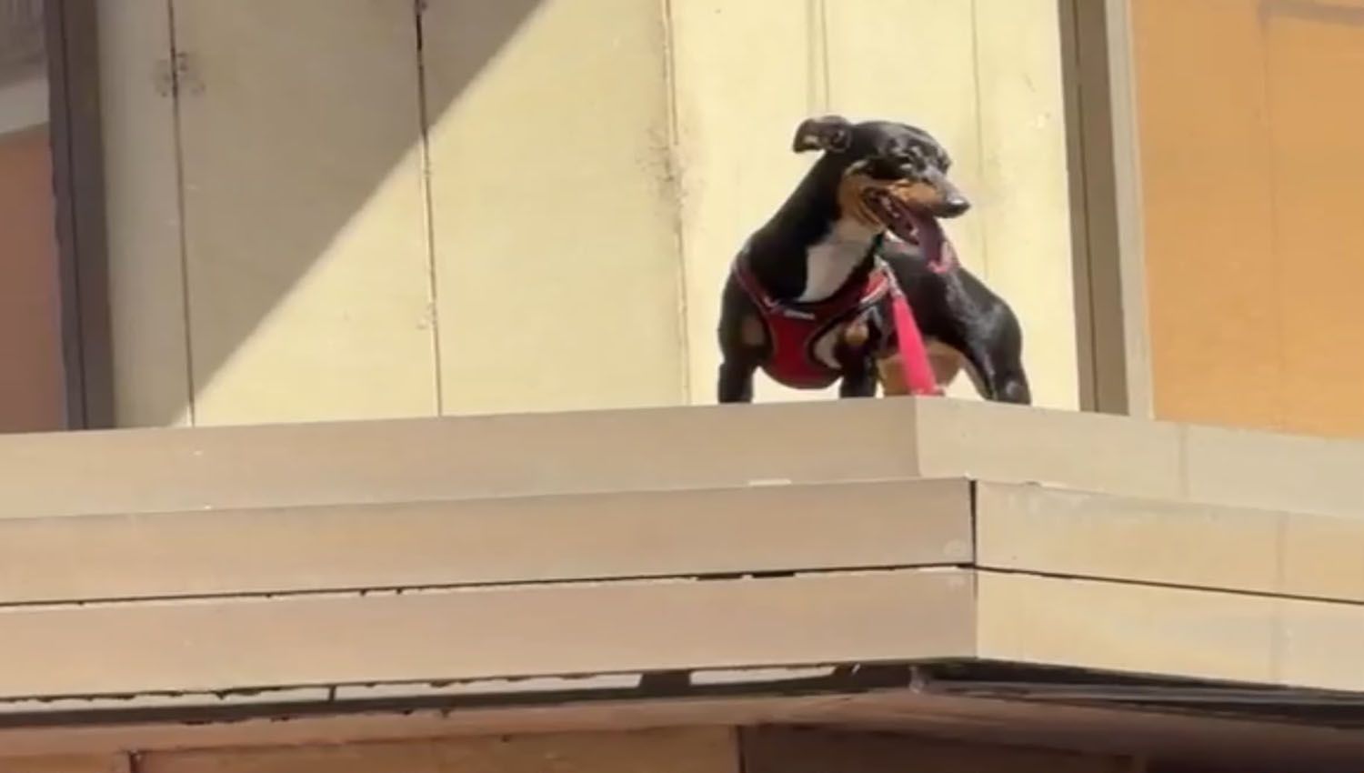 Rescate improvisado de un perro atrapado en una cornisa en Ponferrada | Cedido a InfoBierzo Rescate improvisado de un perro atrapado en una cornisa en Ponferrada | Cedido a InfoBierzo