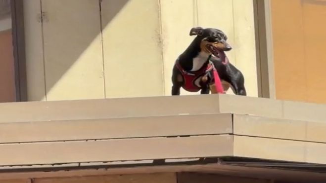 Rescate improvisado de un perro atrapado en una cornisa en Ponferrada | Cedido a InfoBierzo Rescate improvisado de un perro atrapado en una cornisa en Ponferrada | Cedido a InfoBierzo