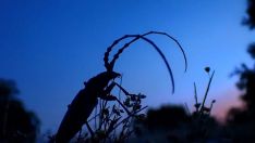 Macho de Agapanthia sp. durante un crepúsculo en Tres Cantos (Madrid) | Foto: Antonio Martín Higuera