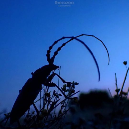 Macho de Agapanthia sp. durante un crepúsculo en Tres Cantos (Madrid) | Foto: Antonio Martín Higuera