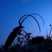 Macho de Agapanthia sp. durante un crepúsculo en Tres Cantos (Madrid) | Foto: Antonio Martín Higuera Macho de Agapanthia sp. durante un crepúsculo en Tres Cantos (Madrid) | Foto: Antonio Martín Higuera