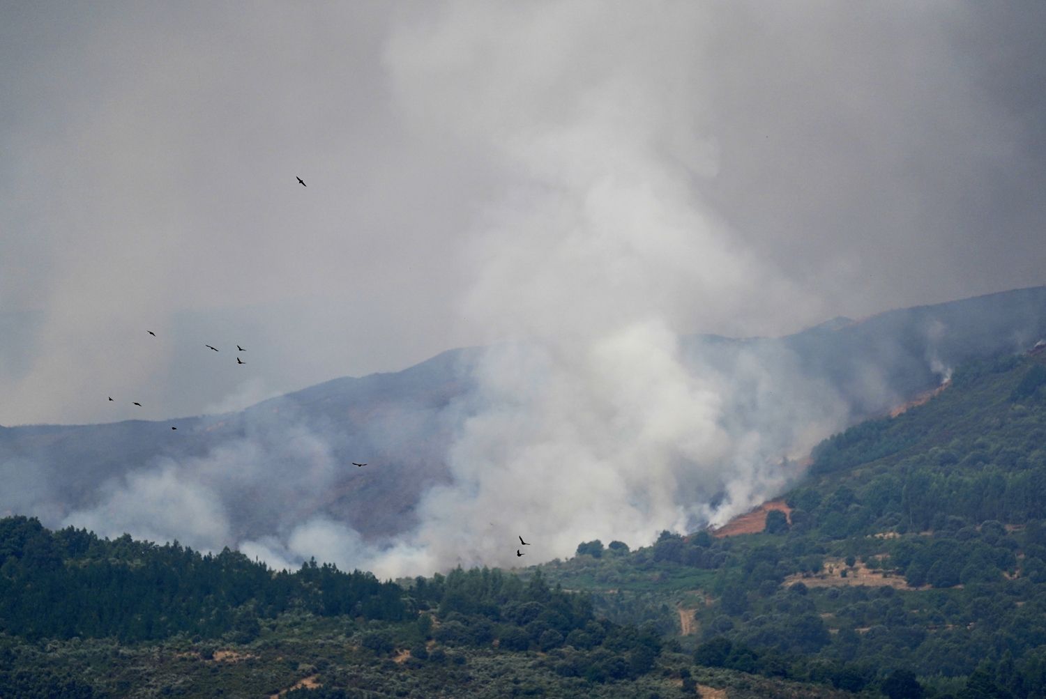 El incendio declarado en Veguellina avanza hacia la localidad de Moreda (Vega de Espinareda) | Foto: César Sánchez, ICAL