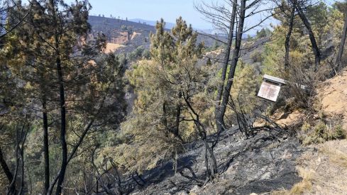 El incendio de Veguellina llega La Leitosa El incendio de Veguellina llega La Leitosa