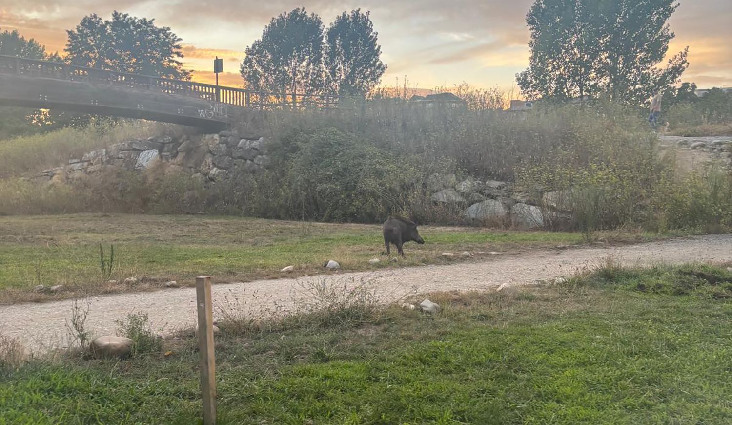 Jabalí en el paseo del río Sil en Ponferrada | Foto: InfoBierzo
