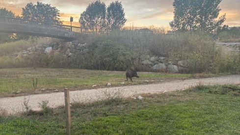 Jabalí en el paseo del río Sil en Ponferrada | Foto: InfoBierzo Jabalí en el paseo del río Sil en Ponferrada | Foto: InfoBierzo
