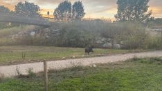 Jabalí en el paseo del río Sil en Ponferrada | Foto: InfoBierzo Jabalí en el paseo del río Sil en Ponferrada | Foto: InfoBierzo