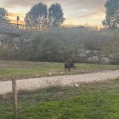Jabalí en el paseo del río Sil en Ponferrada | Foto: InfoBierzo