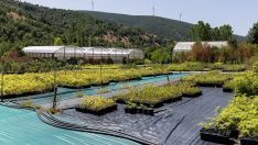 Vivero de Ciuden en Pobladura de las Regueras