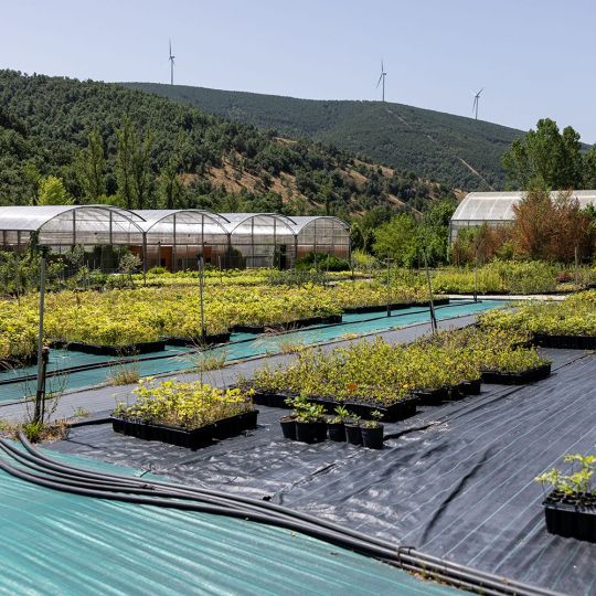 Vivero de Ciuden en Pobladura de las Regueras