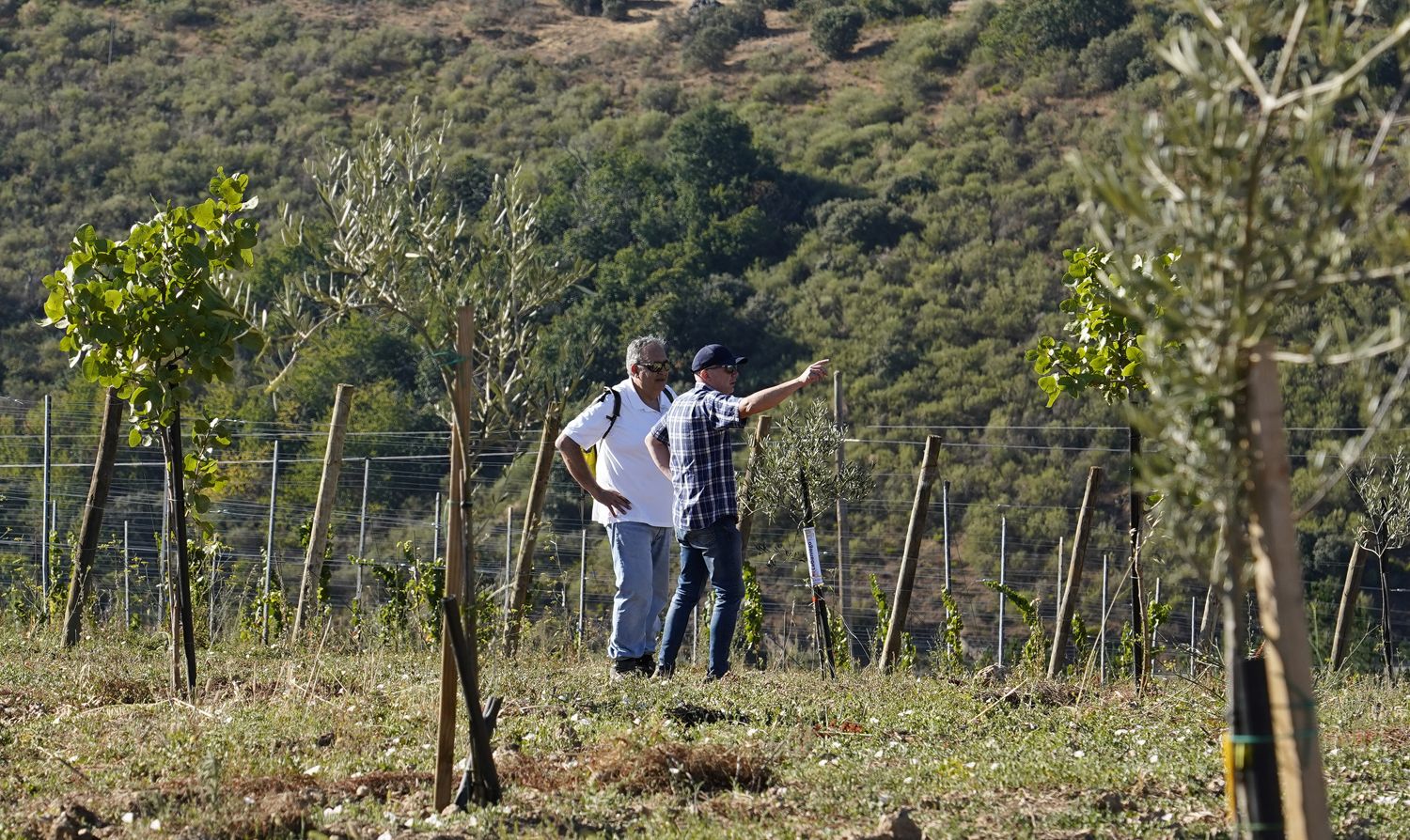 Presentación de los avances en la búsqueda, identificación, reproducción y conservación de posibles variedades autóctonas de olivo del Bierzo (1) | Foto: César Sánchez, ICAL Presentación de los avances en la búsqueda, identificación, reproducción y conservación de posibles variedades autóctonas de olivo del Bierzo (1) | Foto: César Sánchez, ICAL