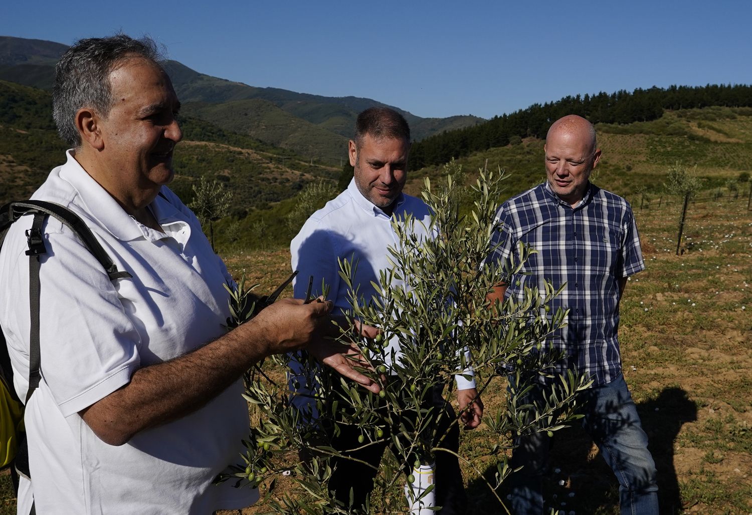 Presentación de los avances en la búsqueda, identificación, reproducción y conservación de posibles variedades autóctonas de olivo del Bierzo (2) | Foto: César Sánchez, ICAL Presentación de los avances en la búsqueda, identificación, reproducción y conservación de posibles variedades autóctonas de olivo del Bierzo (2) | Foto: César Sánchez, ICAL