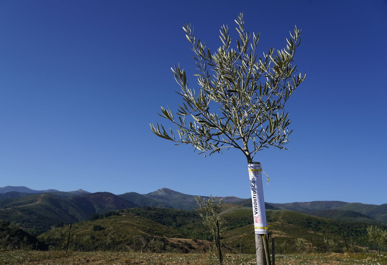 Presentación de los avances en la búsqueda, identificación, reproducción y conservación de posibles variedades autóctonas de olivo del Bierzo (5) | Foto: César Sánchez, ICAL Presentación de los avances en la búsqueda, identificación, reproducción y conservación de posibles variedades autóctonas de olivo del Bierzo (5) | Foto: César Sánchez, ICAL