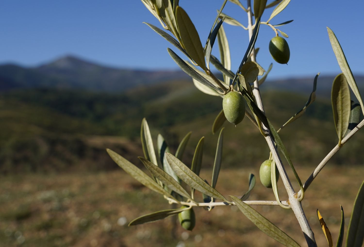 Presentación de los avances en la búsqueda, identificación, reproducción y conservación de posibles variedades autóctonas de olivo del Bierzo (6) | Foto: César Sánchez, ICAL Presentación de los avances en la búsqueda, identificación, reproducción y conservación de posibles variedades autóctonas de olivo del Bierzo (6) | Foto: César Sánchez, ICAL