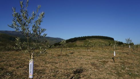 Presentación de los avances en la búsqueda, identificación, reproducción y conservación de posibles variedades autóctonas de olivo del Bierzo | Foto: César Sánchez, ICAL Presentación de los avances en la búsqueda, identificación, reproducción y conservación de posibles variedades autóctonas de olivo del Bierzo | Foto: César Sánchez, ICAL