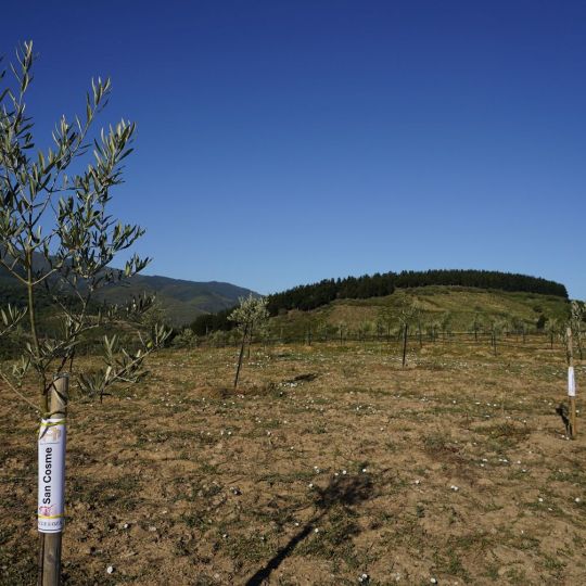 Presentación de los avances en la búsqueda, identificación, reproducción y conservación de posibles variedades autóctonas de olivo del Bierzo | Foto: César Sánchez, ICAL Presentación de los avances en la búsqueda, identificación, reproducción y conservación de posibles variedades autóctonas de olivo del Bierzo | Foto: César Sánchez, ICAL