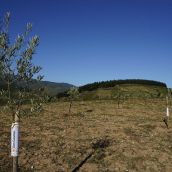 Presentación de los avances en la búsqueda, identificación, reproducción y conservación de posibles variedades autóctonas de olivo del Bierzo | Foto: César Sánchez, ICAL