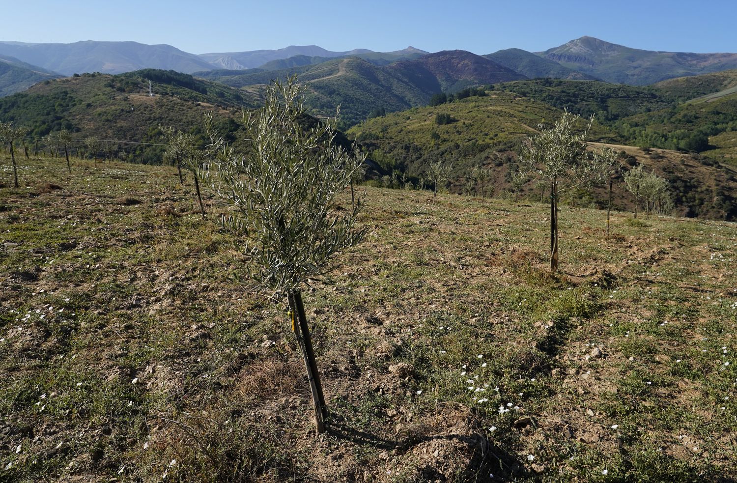 Presentación de los avances en la búsqueda, identificación, reproducción y conservación de posibles variedades autóctonas de olivo del Bierzo (8) | Foto: César Sánchez, ICAL Presentación de los avances en la búsqueda, identificación, reproducción y conservación de posibles variedades autóctonas de olivo del Bierzo (8) | Foto: César Sánchez, ICAL