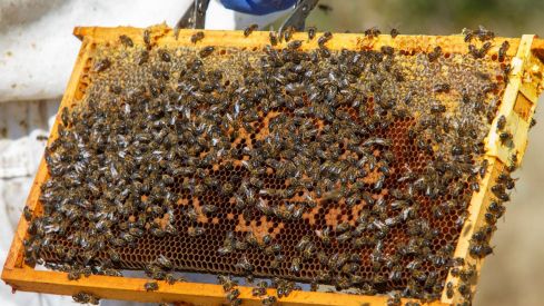 Abejas de un panal de miel del Bierzo (César Sánchez ICAL) Abejas de un panal de miel del Bierzo (César Sánchez ICAL)