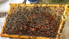 Abejas de un panal de miel del Bierzo (César Sánchez ICAL) Abejas de un panal de miel del Bierzo (César Sánchez ICAL)