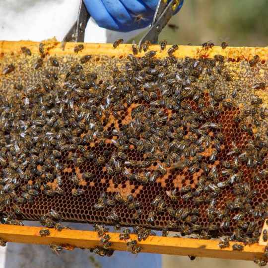 Abejas de un panal de miel del Bierzo (César Sánchez  ICAL) 